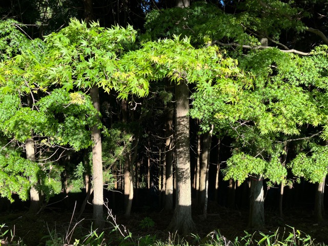 比叡山延暦寺・横川
