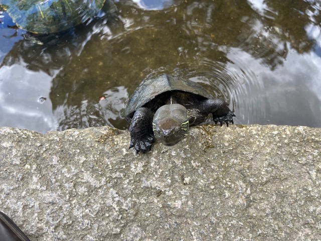 縮景園