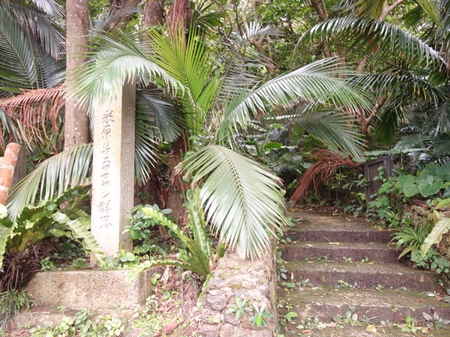 米原のヤエヤマヤシ群落