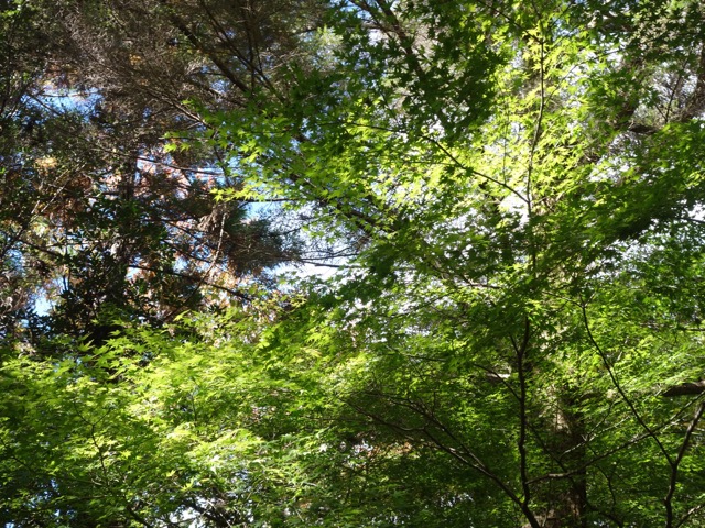最明寺滝