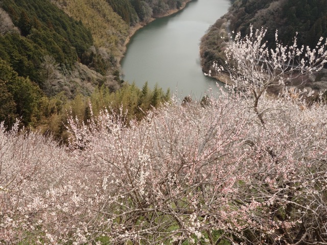 月ヶ瀬梅渓