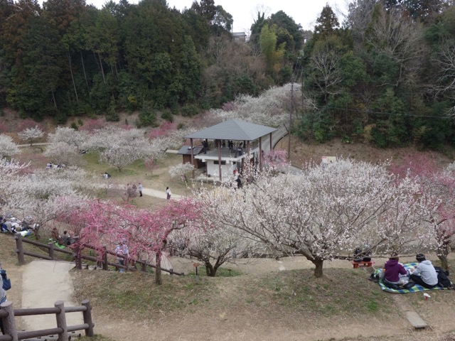 月ヶ瀬梅渓