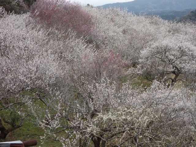 月ヶ瀬梅渓