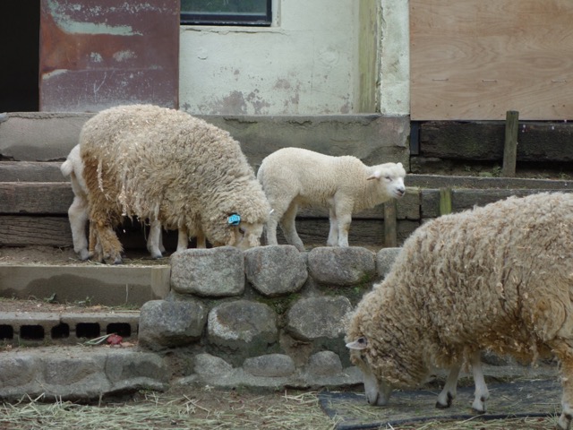 五月山動物園