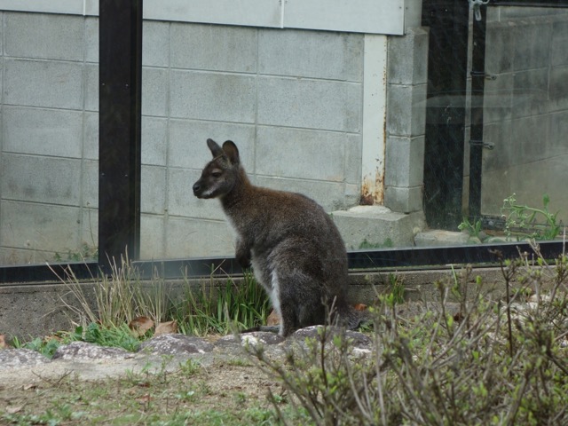 五月山動物園
