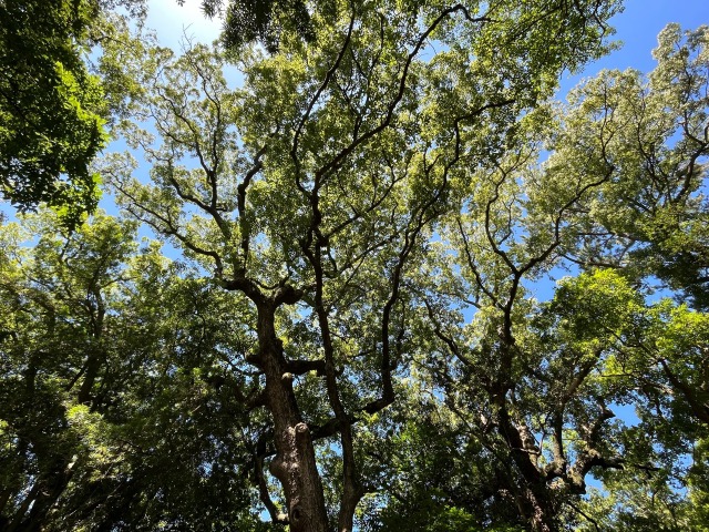 紀州東照宮
