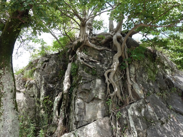 岡公園