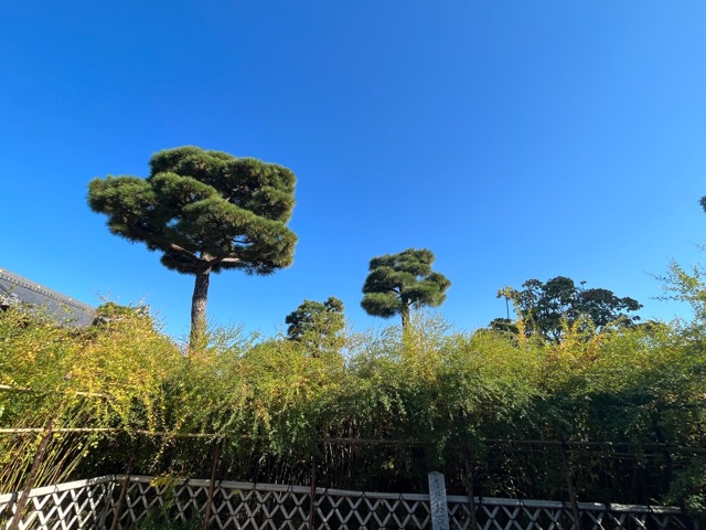 東光院 萩の寺