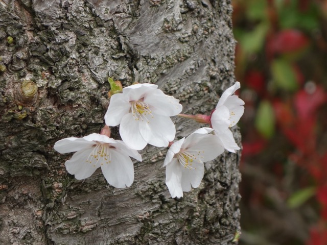 おの桜づつみ回廊