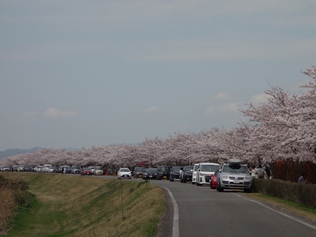 おの桜づつみ回廊
