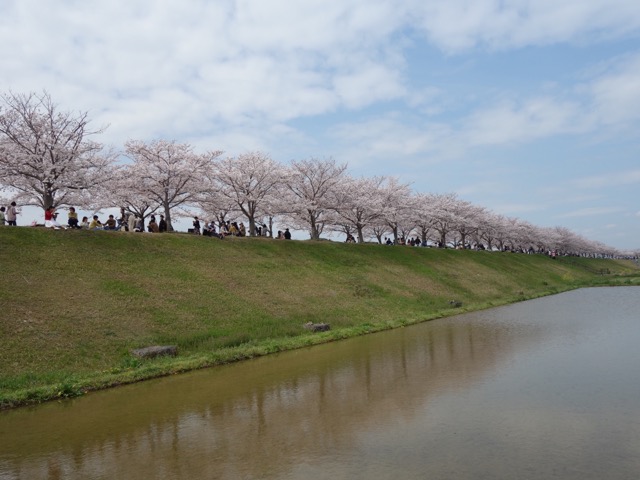おの桜づつみ回廊