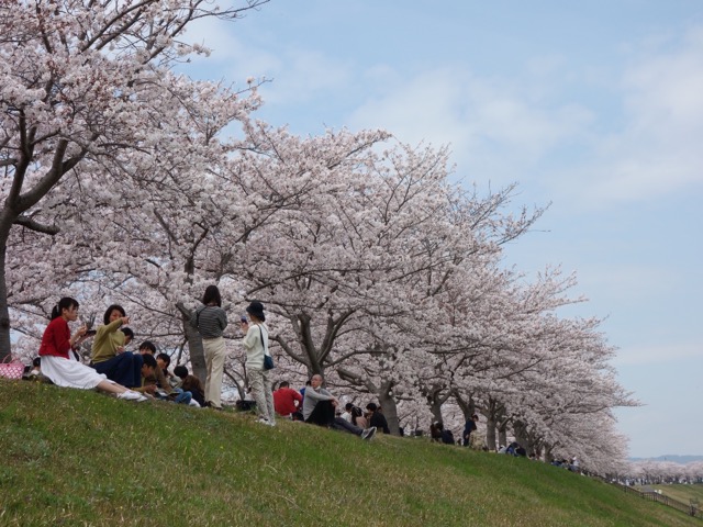 おの桜づつみ回廊