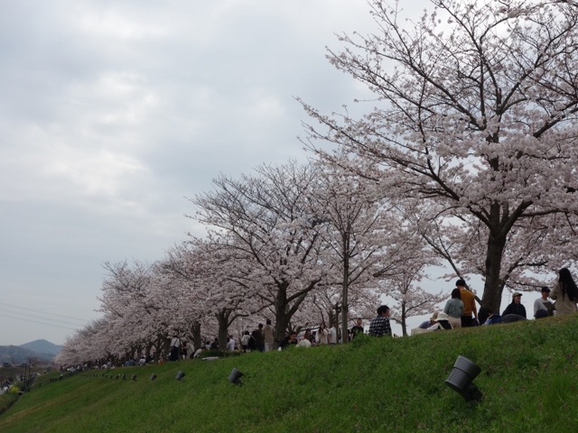 おの桜づつみ回廊