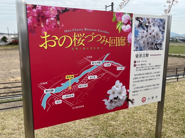 おの桜づつみ回廊