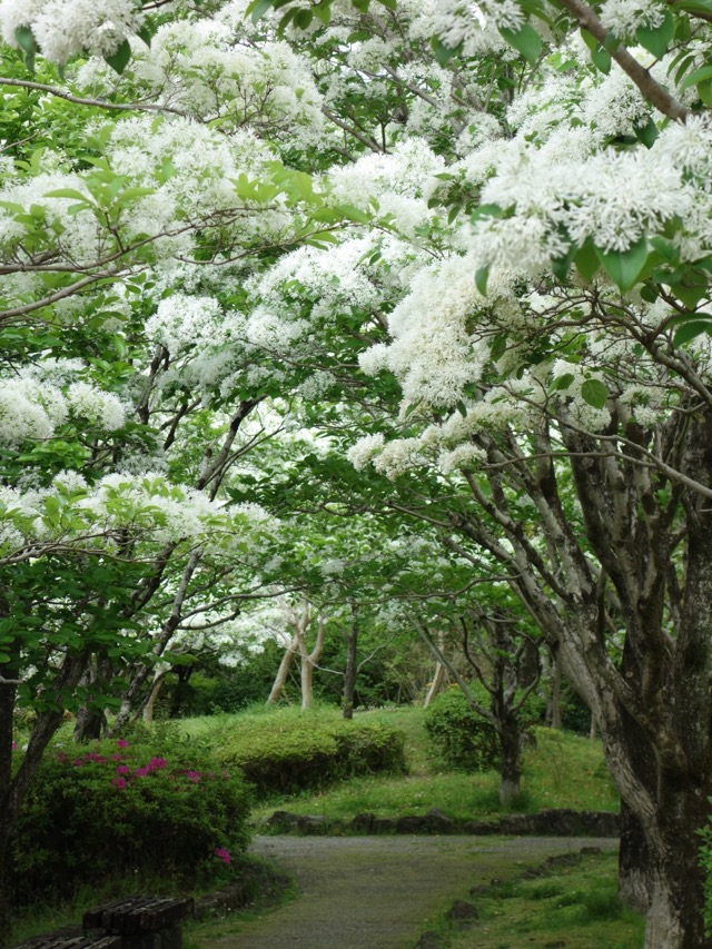 城北公園