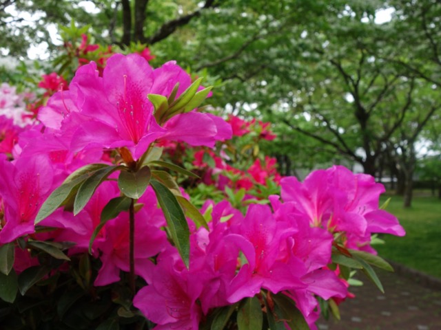 城北公園