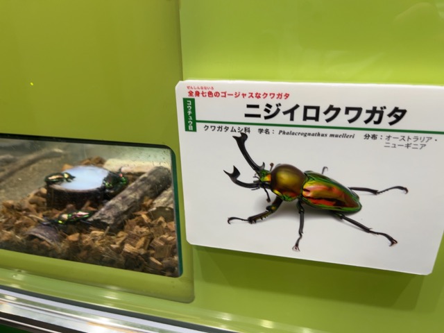 伊丹市昆虫館