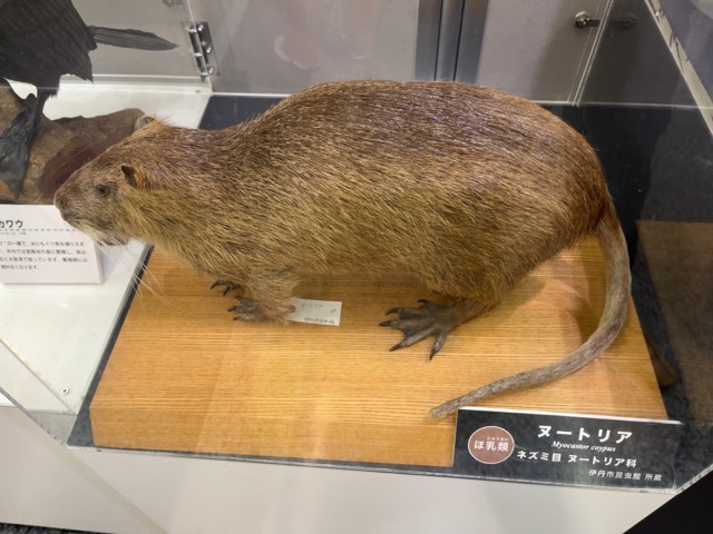 伊丹市昆虫館