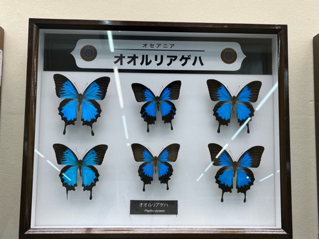 伊丹市昆虫館