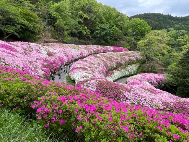 なるかわ園地つつじ園