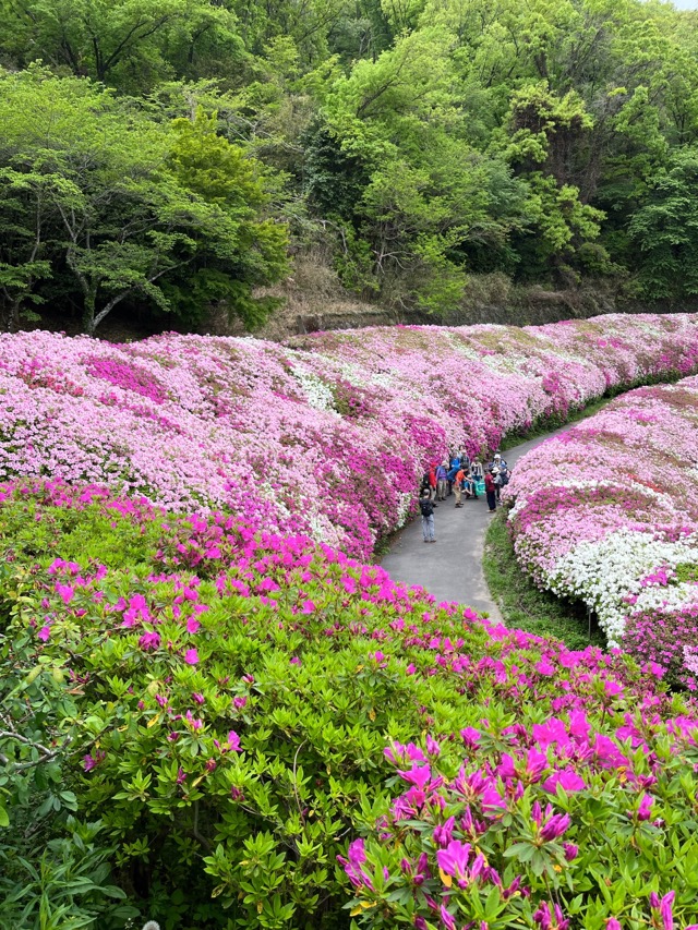 なるかわ園地つつじ園