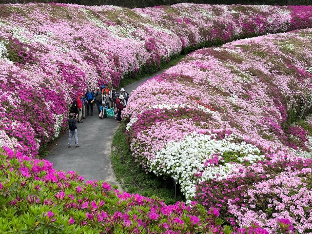 なるかわ園地つつじ園