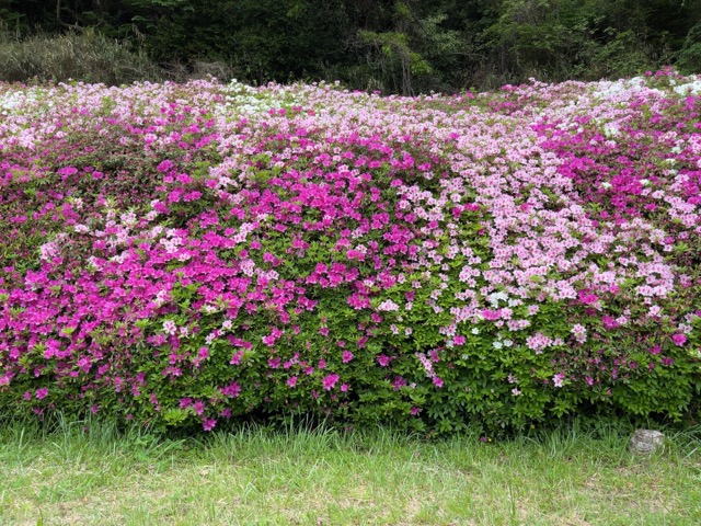 なるかわ園地つつじ園
