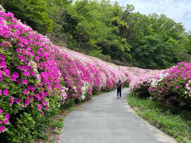 なるかわ園地つつじ園