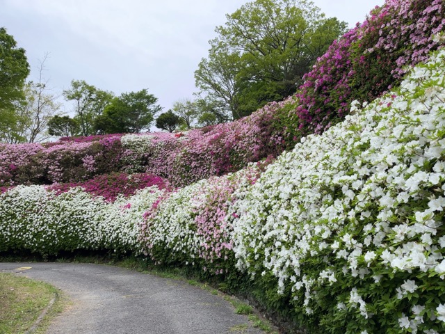 なるかわ園地つつじ園