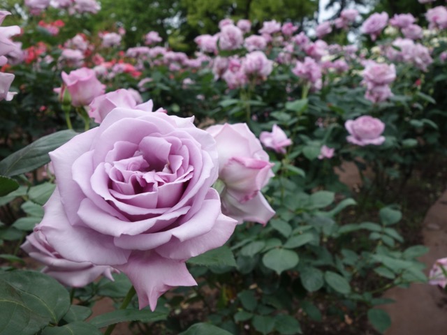 鶴舞公園