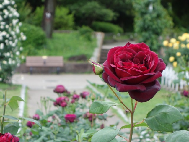 鶴舞公園