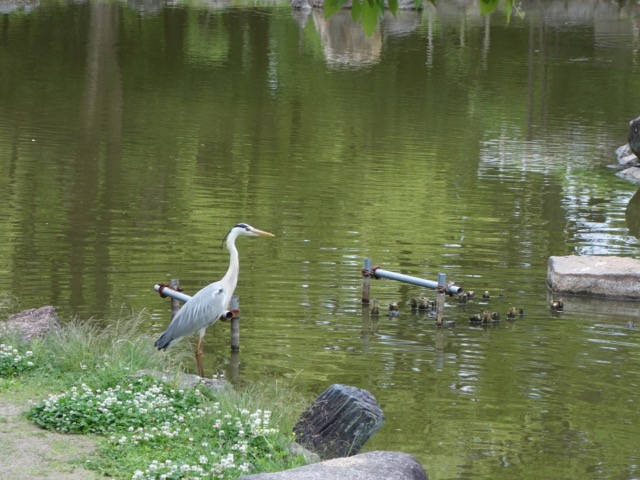 鶴舞公園