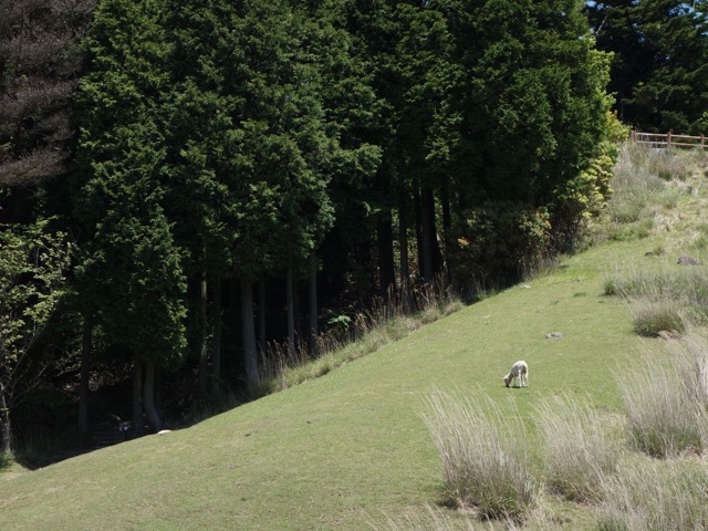 六甲山牧場