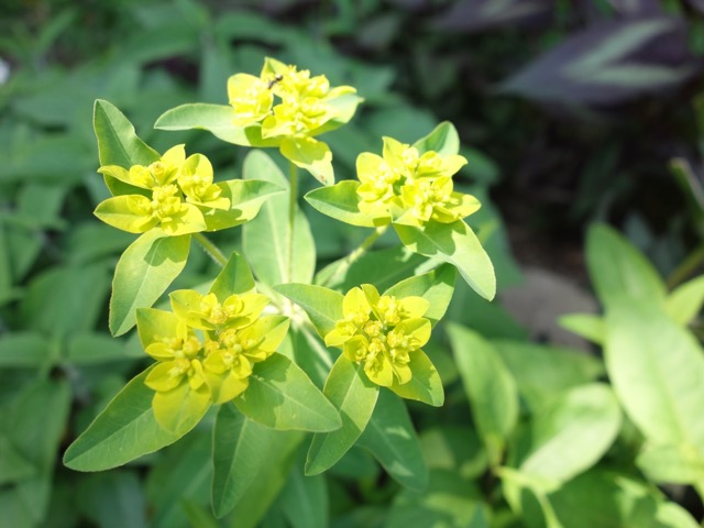 北山緑化植物園
