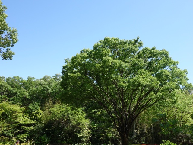 北山緑化植物園
