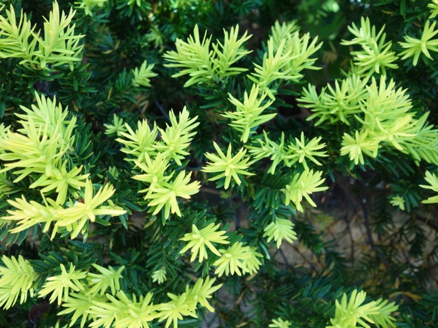 北山緑化植物園