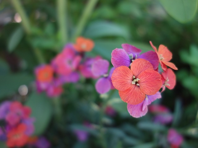 北山緑化植物園