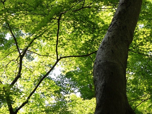 箕面公園