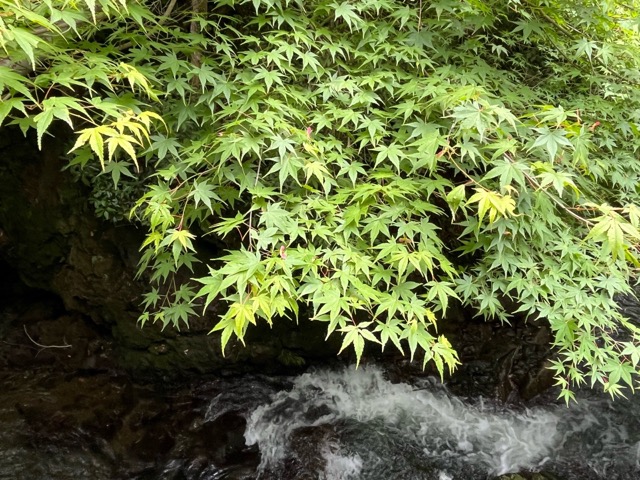 箕面公園