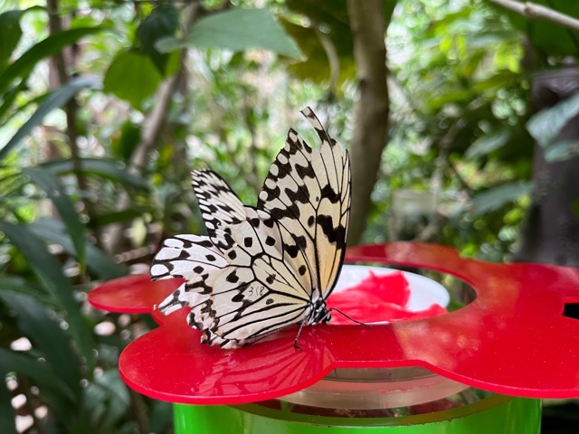 箕面公園昆虫館