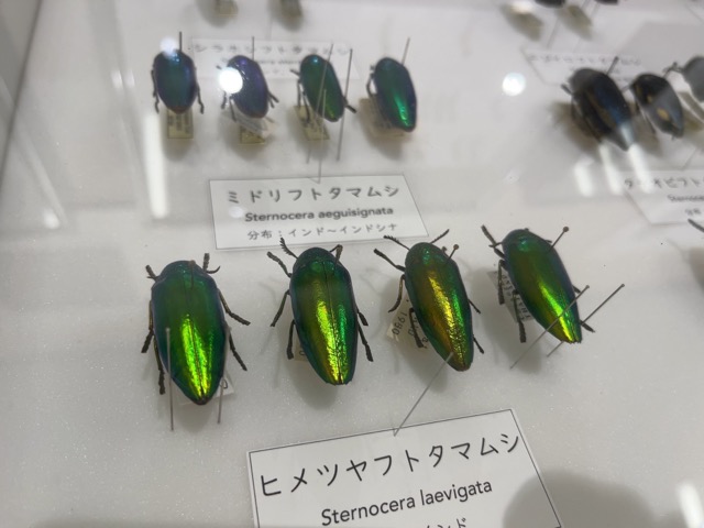 箕面公園昆虫館