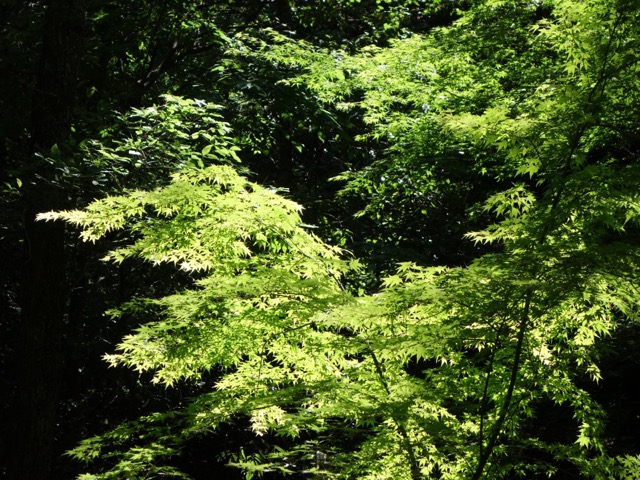 摂津峡公園