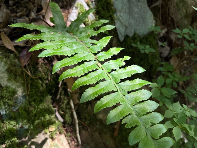 摂津峡公園