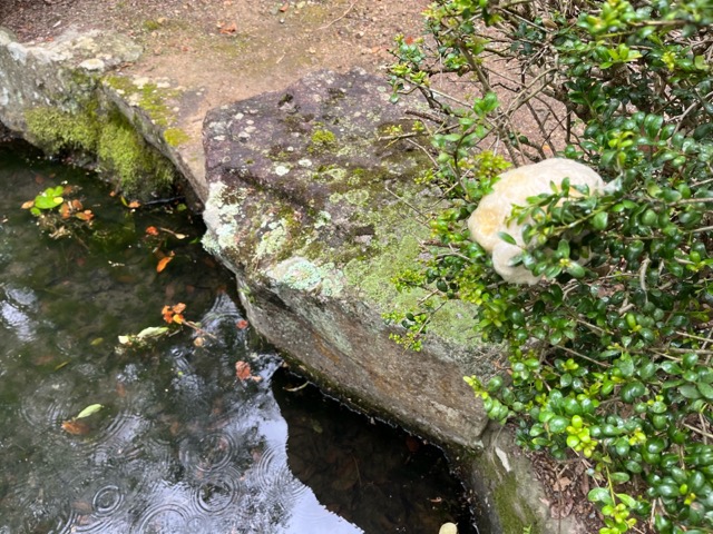 都麻乃郷あじさい園