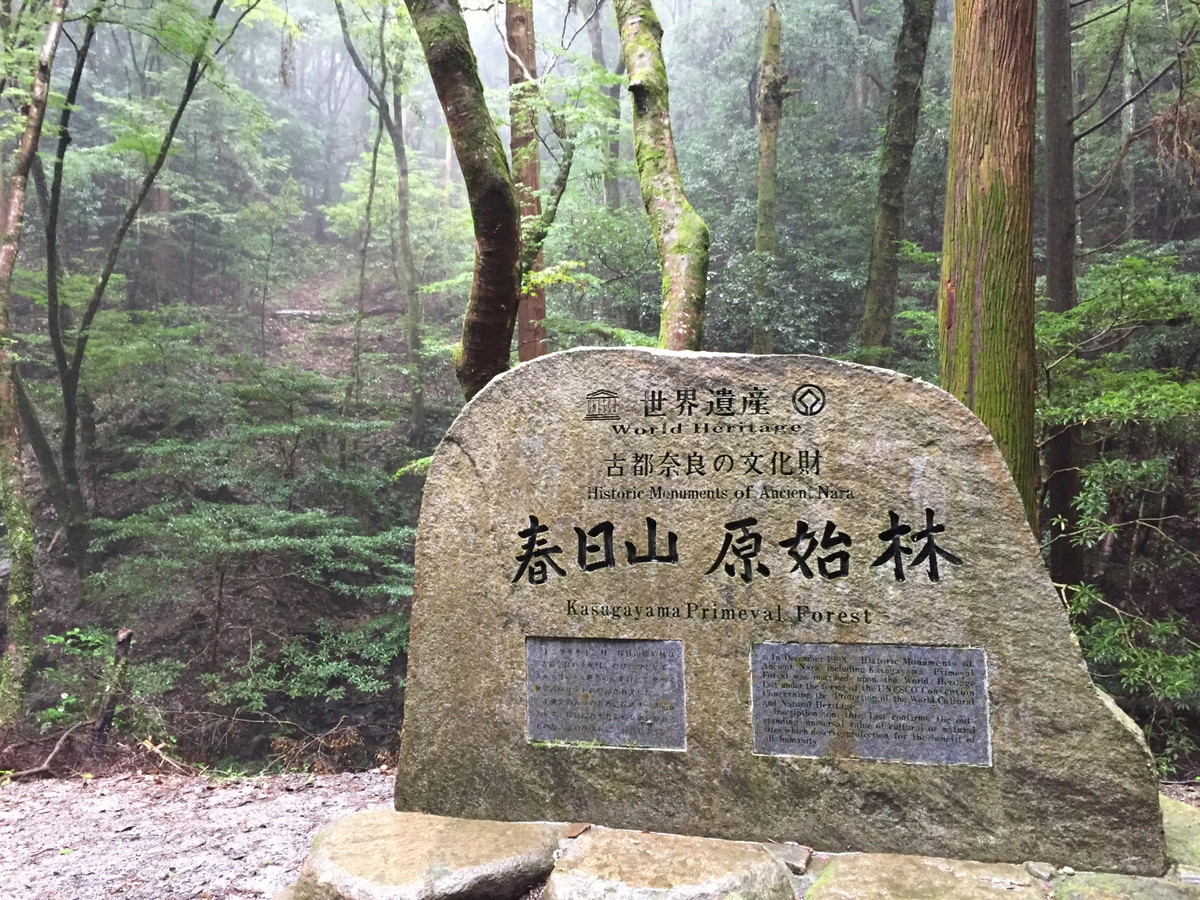 春日山原始林