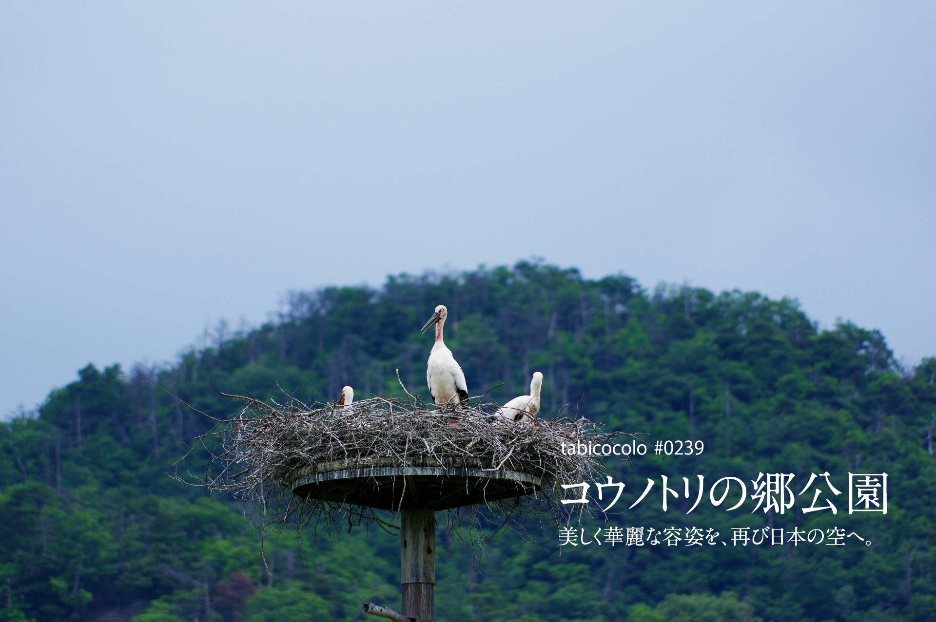 コウノトリの郷公園