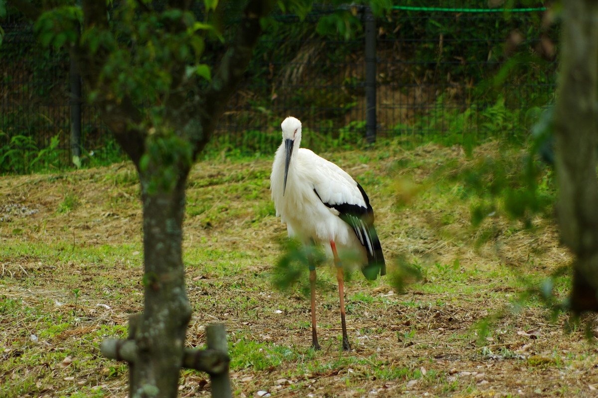 コウノトリの郷公園