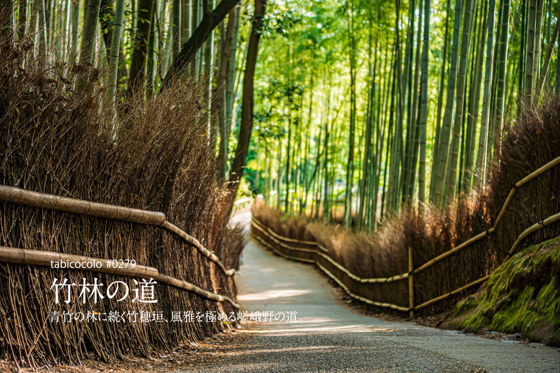 竹林の道