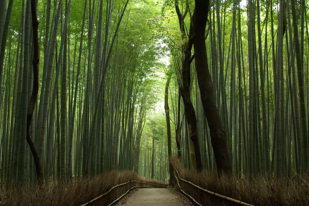 竹林の道