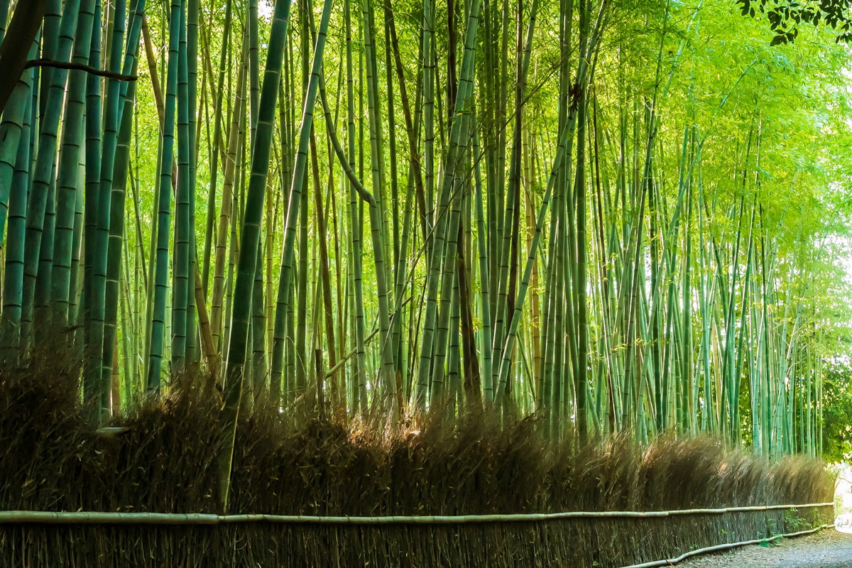 竹林の道